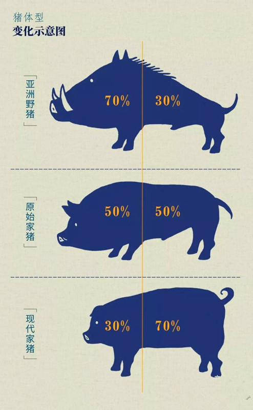 猪的基础知识有哪些,关于猪的冷知识小视频