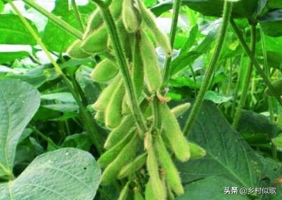 大豆产量高还是黑豆产量高,黑豆种植和大豆一样吗