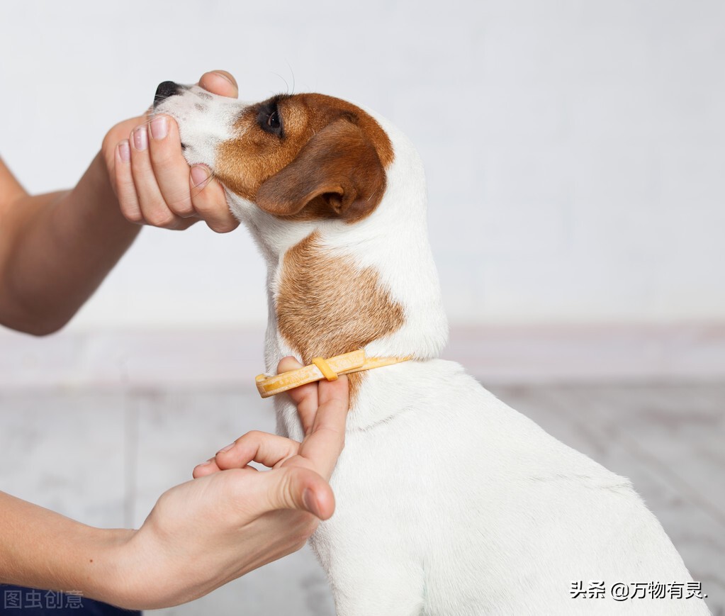 如何判断狗狗身上有没有跳蚤,如何轻松去除狗狗身上的跳蚤