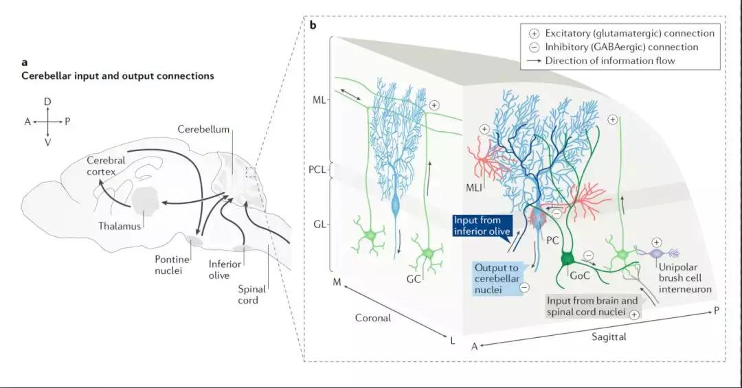 小脑的结构与功能,小脑的功能医学基础知识