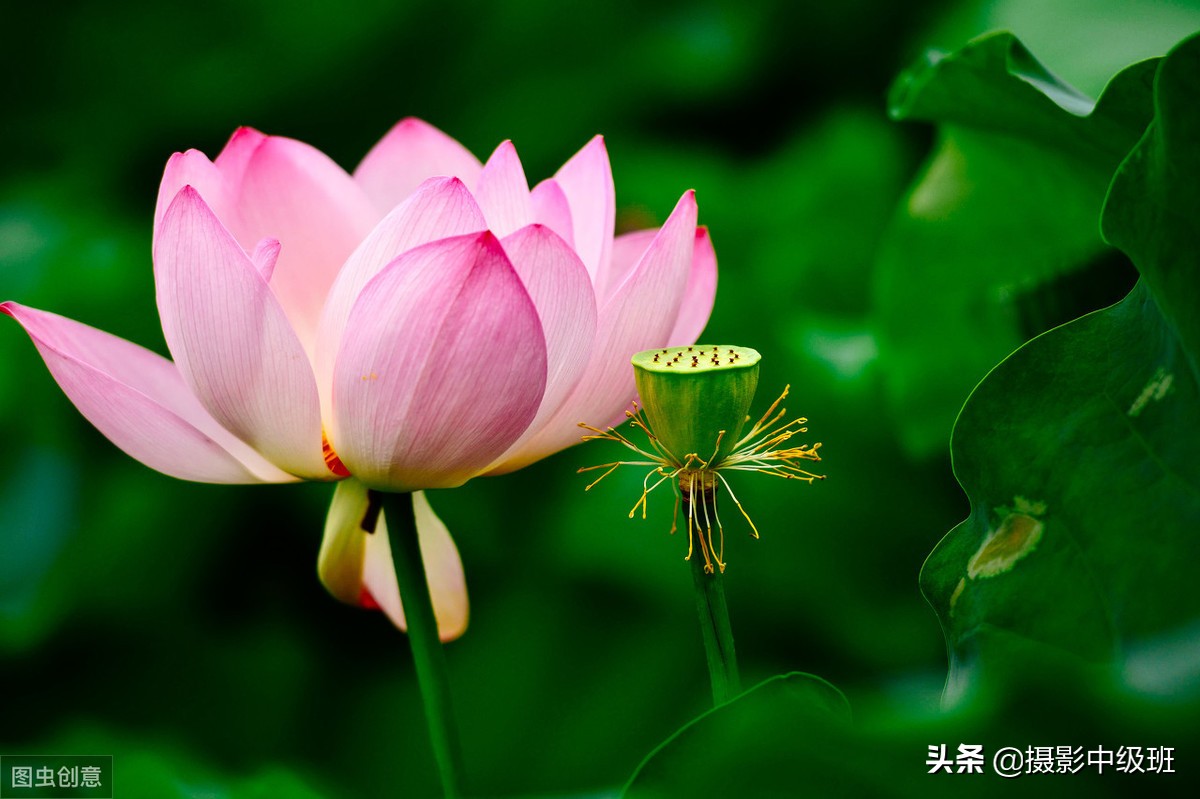 如何拍摄荷花这些技巧你要知道,怎样拍荷花的方法