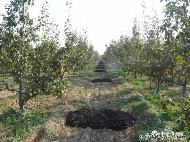 梨树高产栽培书籍,高产梨树苗培育