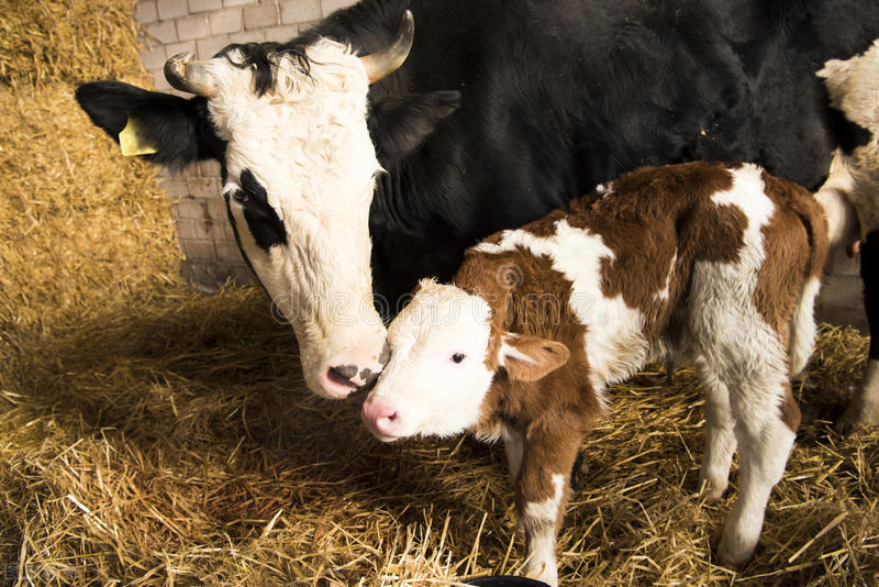 牛犊倒生怎样处理,牛犊早产怎么能救活