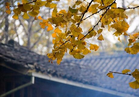 腾冲水牛养殖,腾冲乡村产业振兴