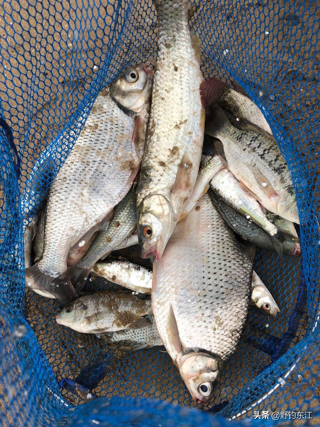 鱼竿和我的匆匆那年