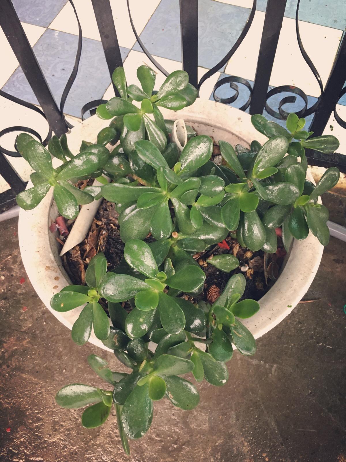 玉树黄叶快速治疗,玉树叶黄怎么补救最快