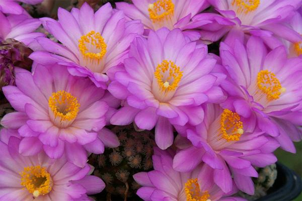 仙人掌开花有多美,仙人掌花开好娇艳