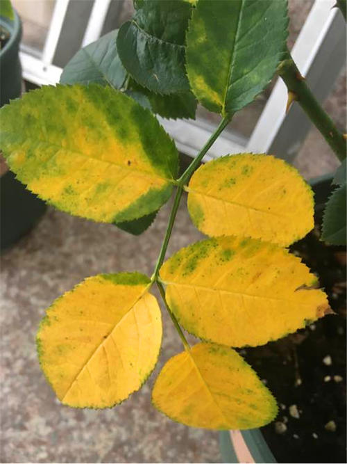 月季花黄叶怎么办?“3招”让它绿油油,变茂盛,花儿越开越多