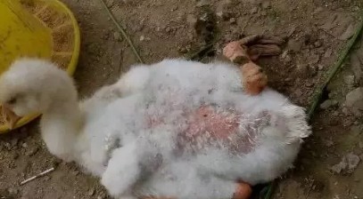 鹅浆膜炎在什么阶段发病,小鹅浆膜炎病怎样治