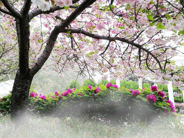 洛阳牡丹花摄影,中国牡丹花开摄影