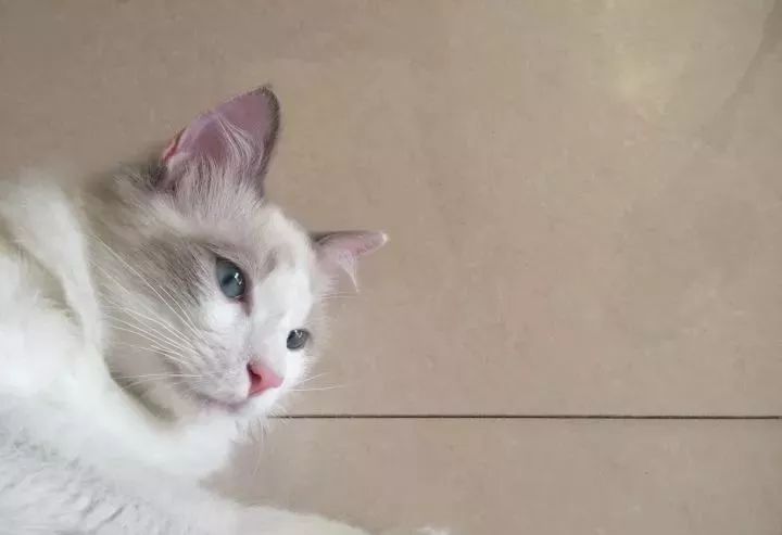 布偶适合跟什么猫一起养,有没有养布偶的人