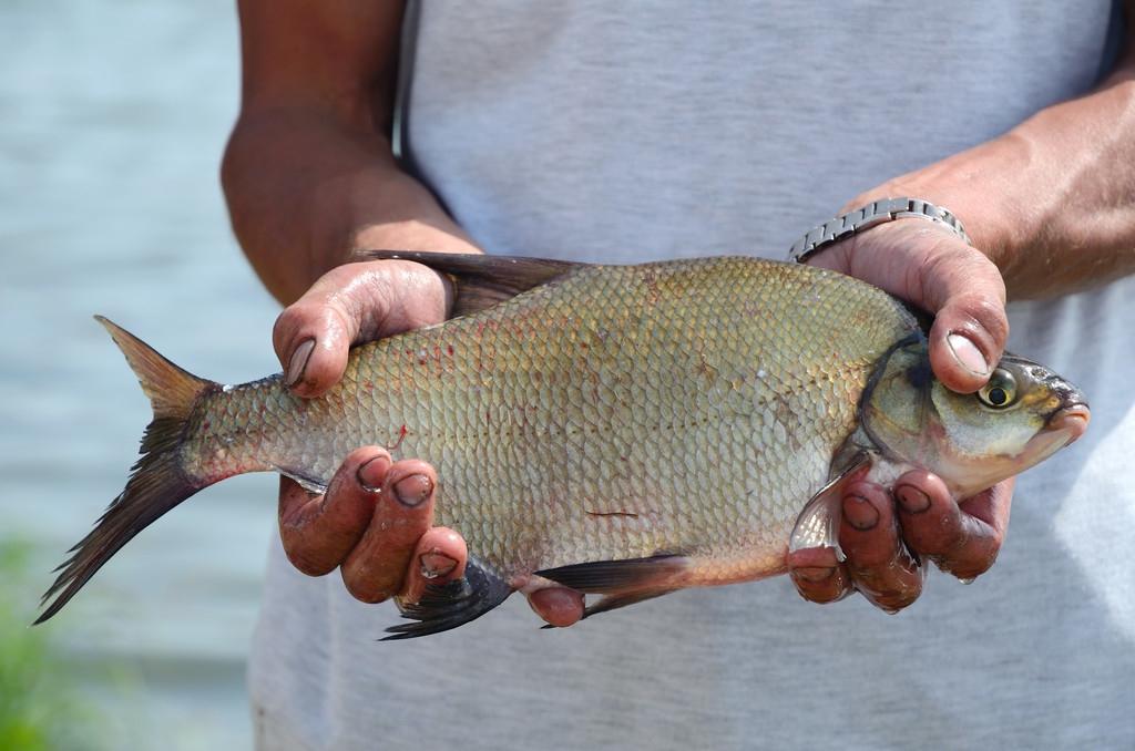 别再纠结各种饵料配方,野钓避开小杂鱼的最好方法