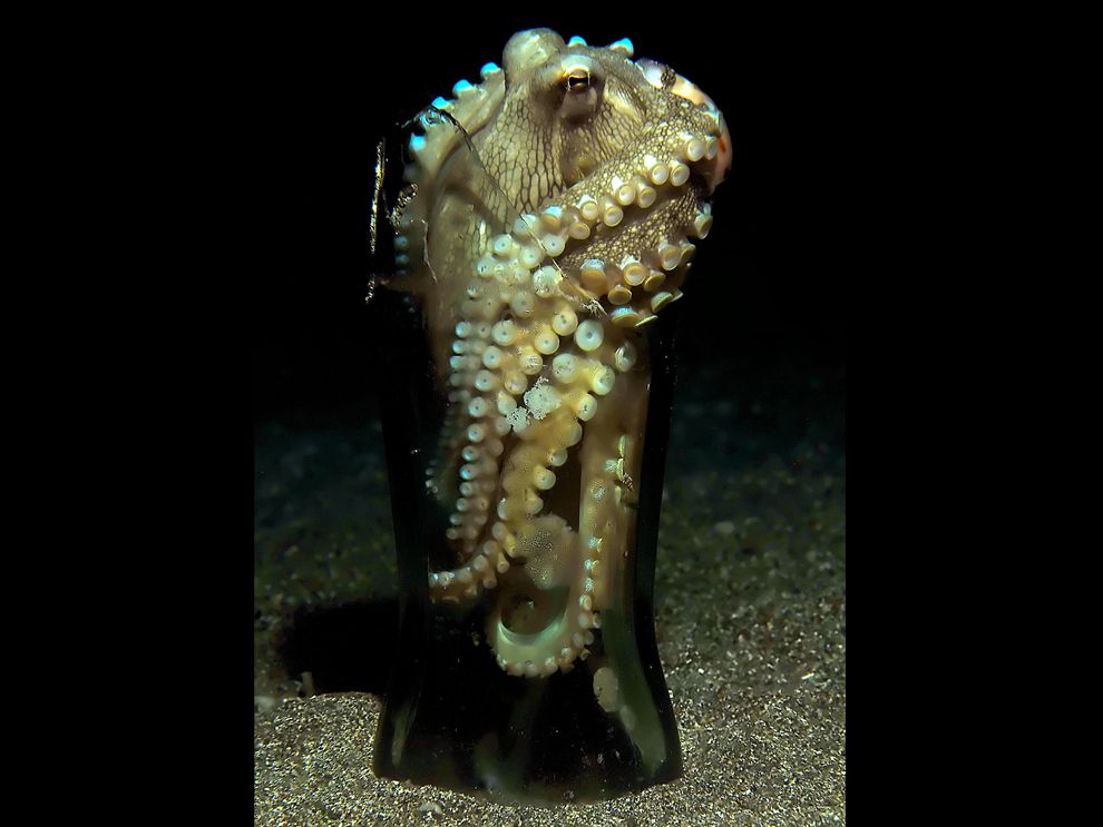 章鱼是外星人后裔？困扰进化论多年，8亿年前就走上了智商捷径