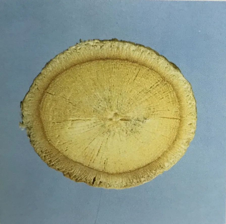 黄芪15克仙鹤草10克泡水喝作用,经常喝黄芪煮水有什么好处