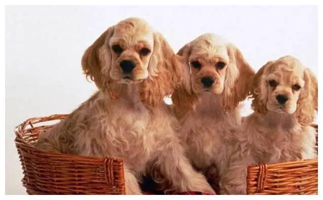 狗狗品种大全及介绍,狗狗品种大全带你走进狗狗的世界