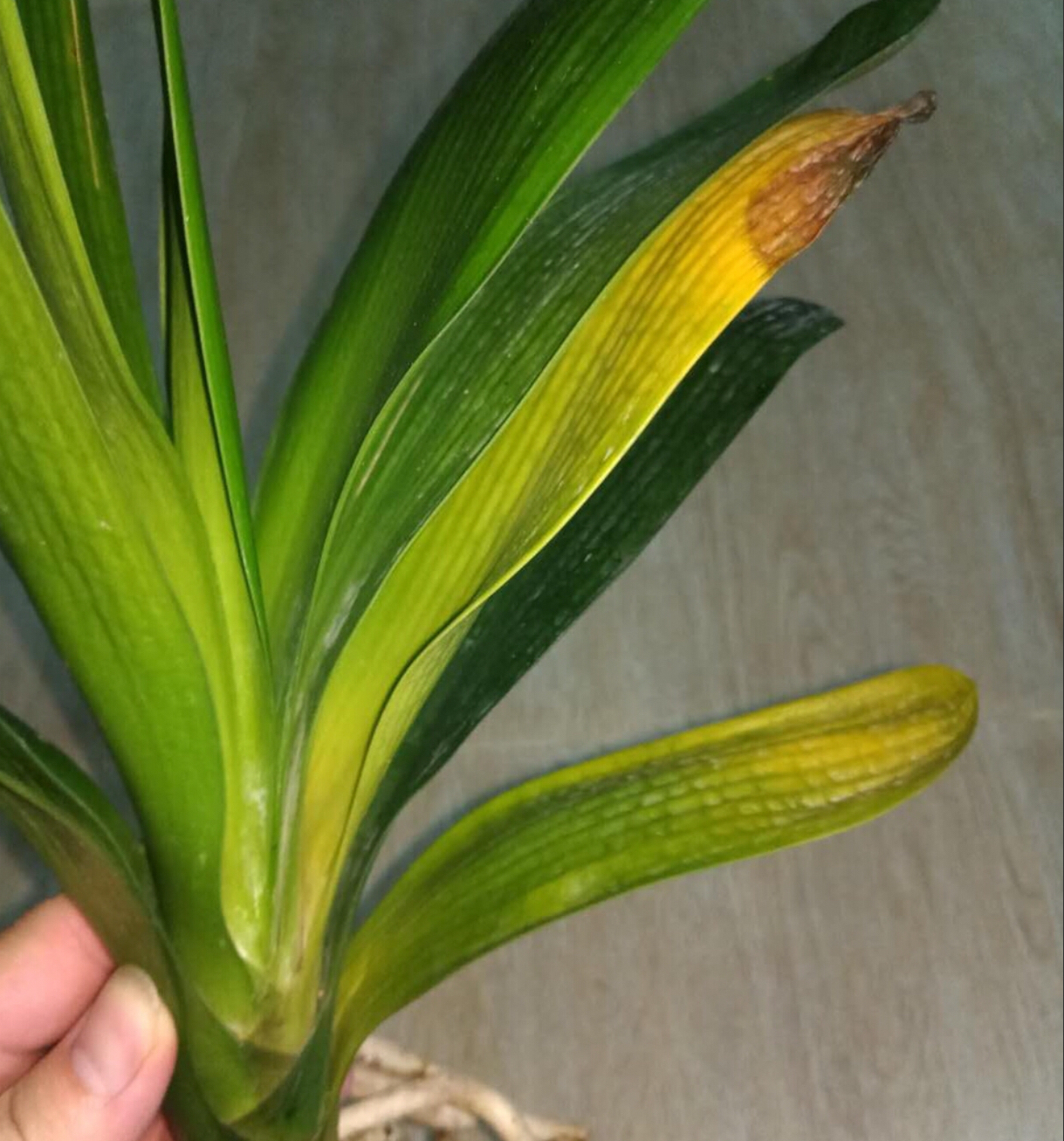 君子兰这样养每年都长得很好,君子兰养一年不开花只需放点它