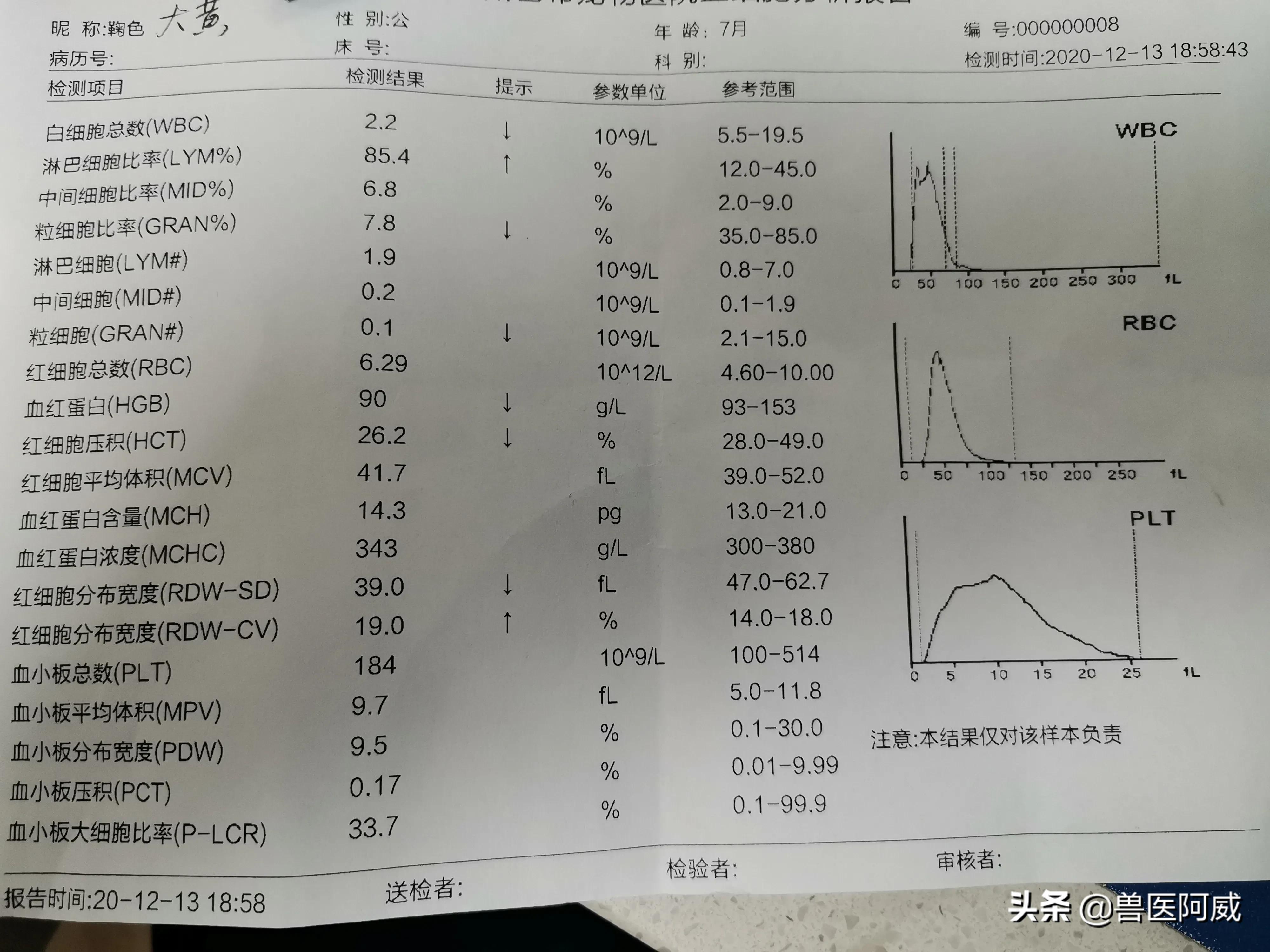 猫瘟和疱疹病毒交叉感染,猫瘟感染幼猫