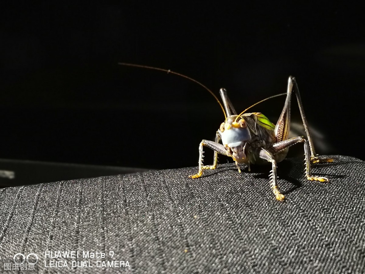 蝈蝈传统饲养,饲养蝈蝈的历史