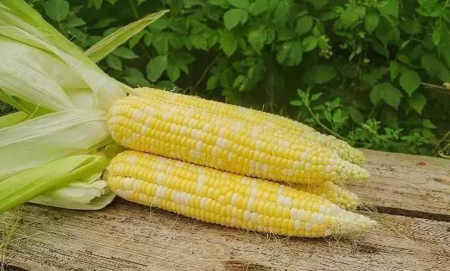 什么菜是有毒的但老百姓都在吃,浙江人警惕这3种菜有毒千万别吃