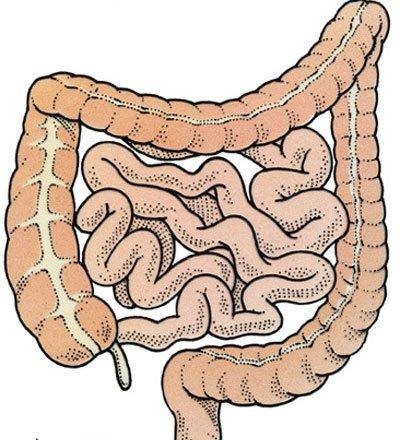 中医基础知识五脏六腑,中医五脏六腑基础知识