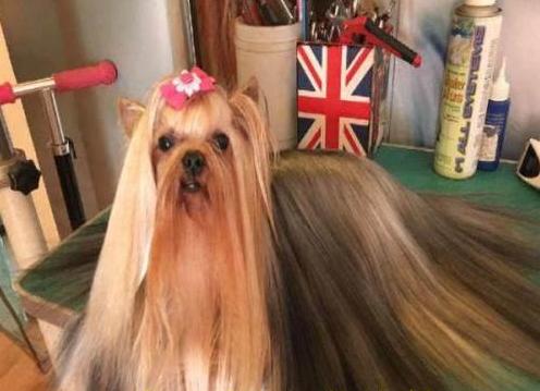 约克夏好养吗饲养约克夏正确方法,饲养狗狗的5大误区