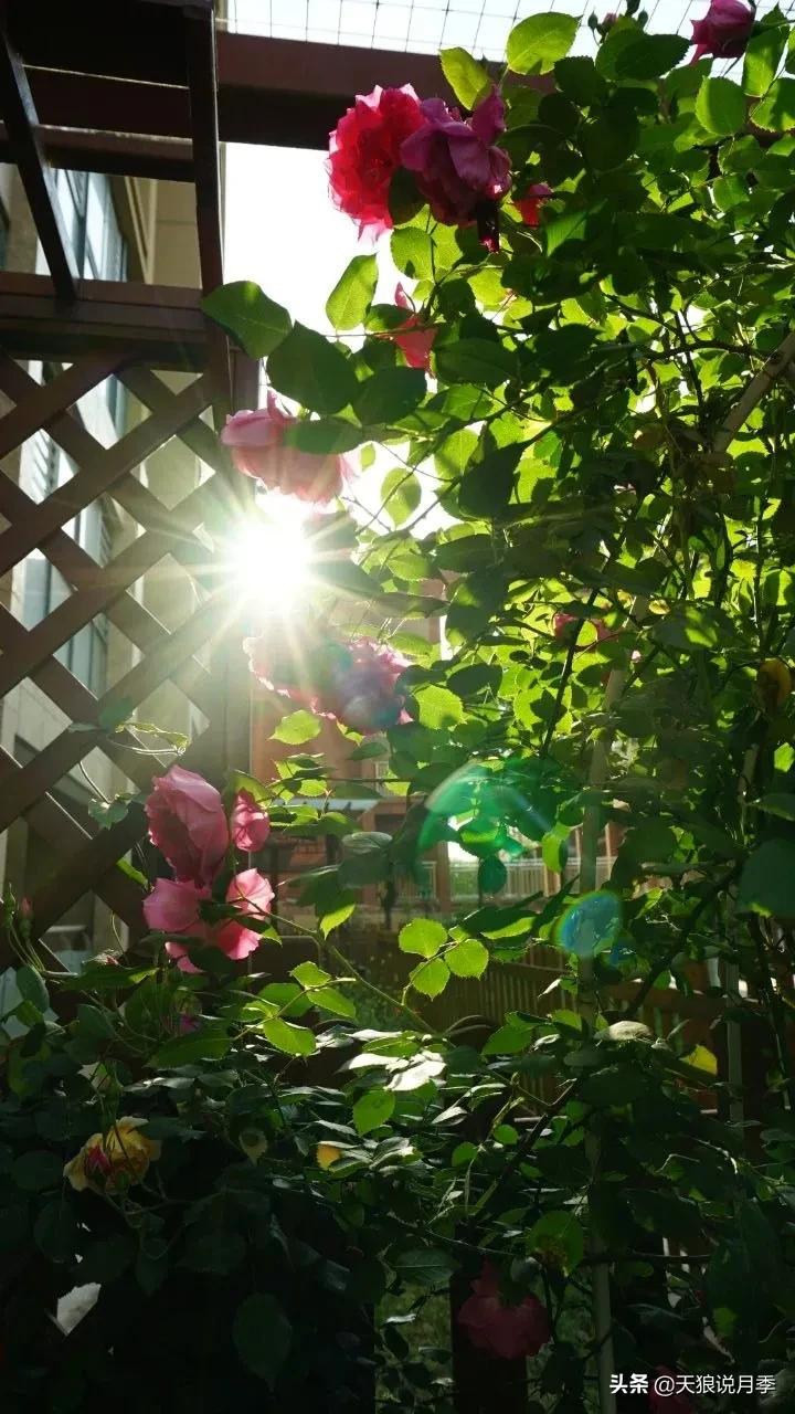 月季春季第一波花要不要剪,月季春季第一波花开后嫁接