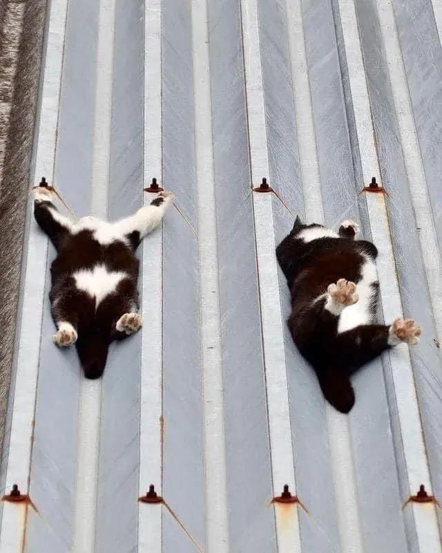 猫咪在地上蜷缩翻滚,猫咪在屋顶的视频