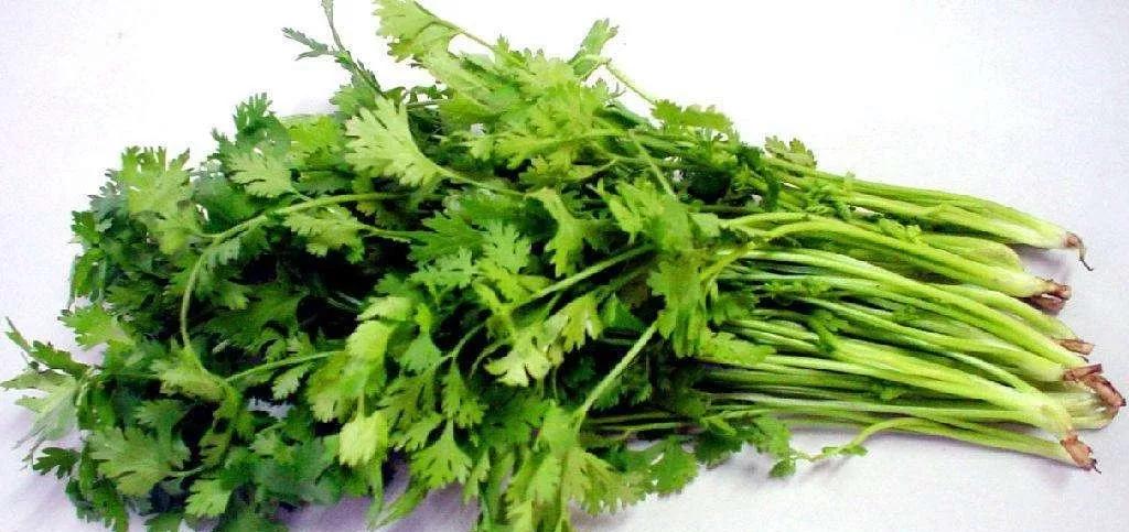 香菜煮水喝能治疗癫痫吗,香菜能治癫痫病是真的吗