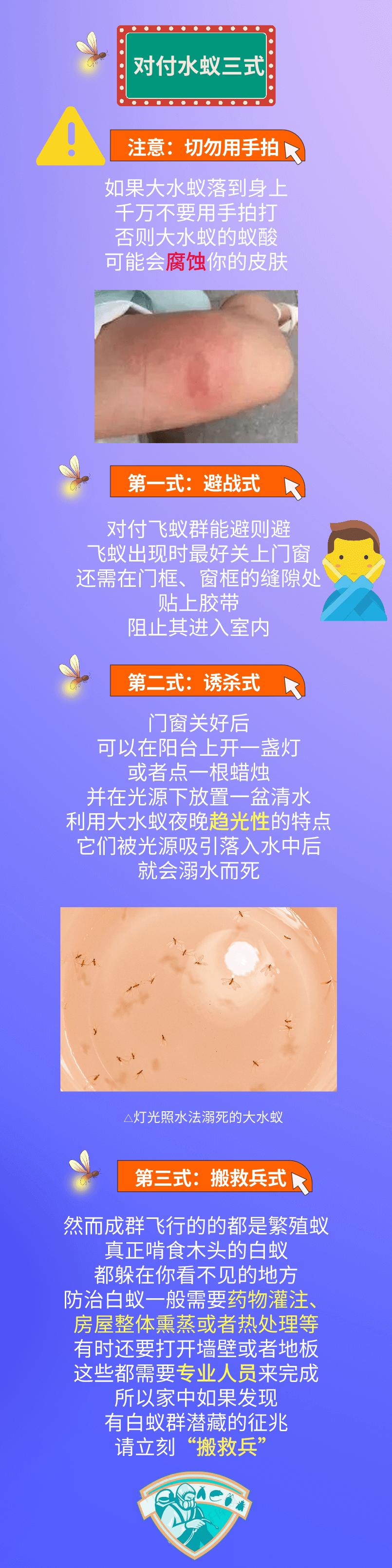 下雨天如何灭水蚁群,水蚁克星