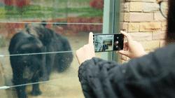 熊出没熊大熊二旅游,熊出没之熊大熊二乐园