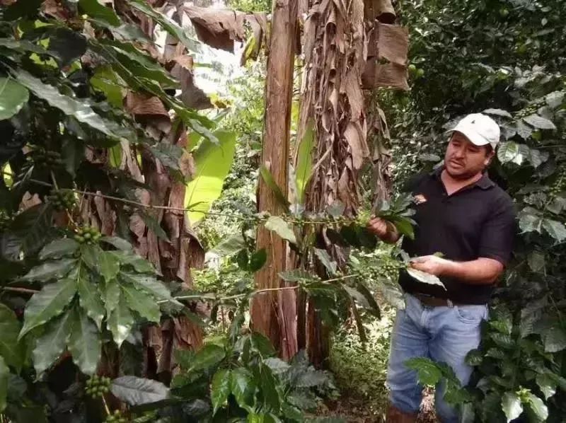 世界咖啡四大产区,咖啡产区图