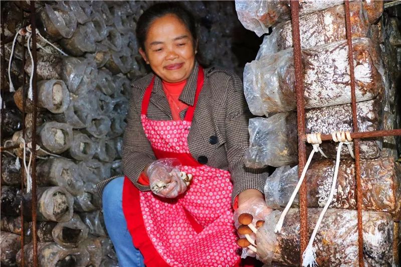 亚鱼瓮袍的“脱贫伞”