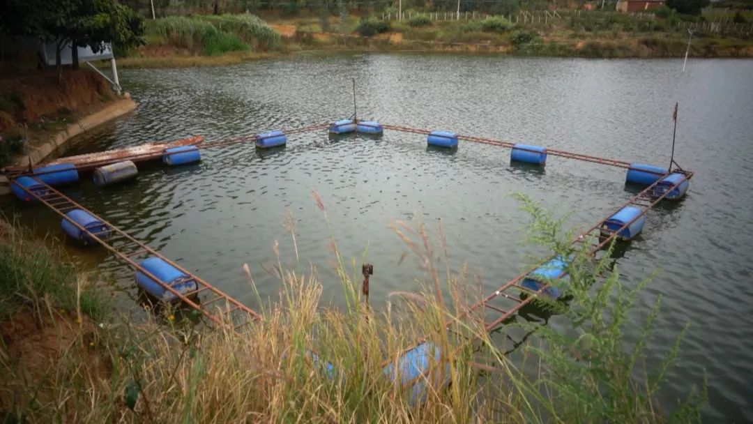 全面清理养殖网箱,水域取缔网箱养殖