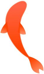 锦鲤到底是怎么火的,中国锦鲤隐藏套路