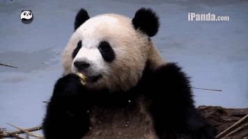 记住我翻译成英文,sorrymyenglishispoor