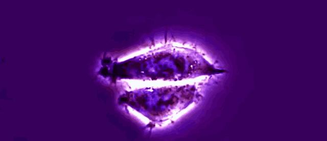 死于癌症后细胞永生,死于癌症