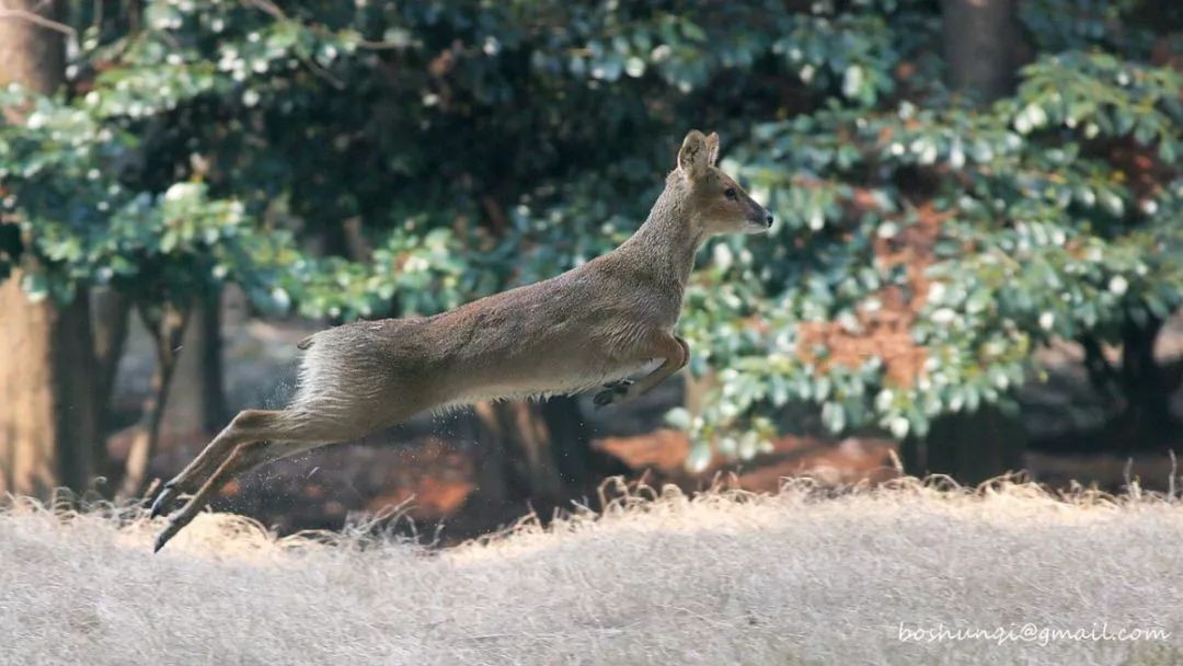 阿拉看环境｜“城市森林中的小生灵”申城有群特殊居民