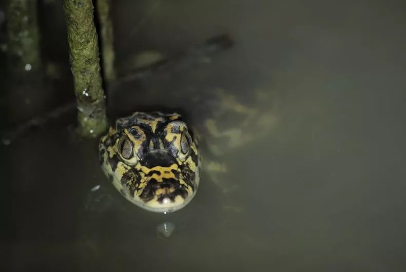 阿拉看环境｜“城市森林中的小生灵”申城有群特殊居民