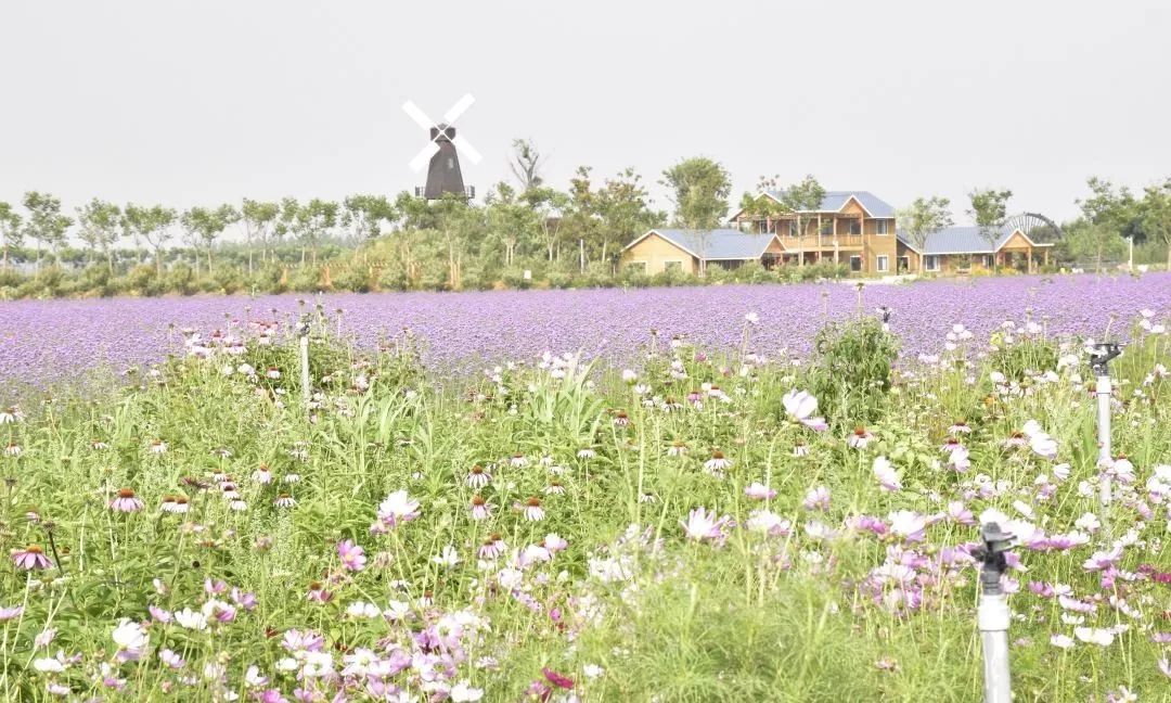 朝阳蓝调庄园亲子乐园,鞍山祥和庄园美吗