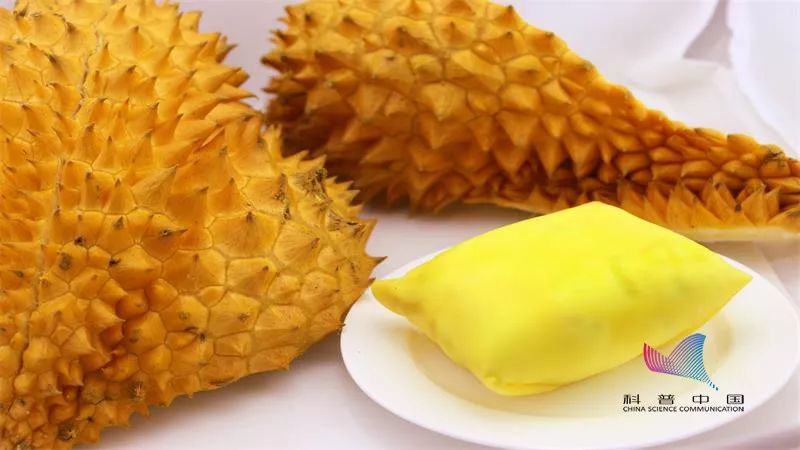 人们对榴莲的气味会有不同感受,为什么不同人闻榴莲味道不同