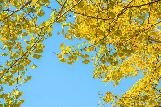 深秋赏银杏图片,金秋银杏观赏