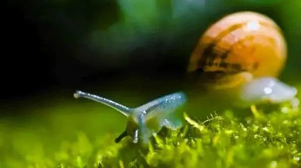 网红抗老面霜,35款网红修护霜