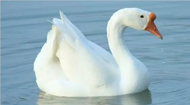 养鹅到底能不能赚钱呢,为什么现在养鹅这么赚钱