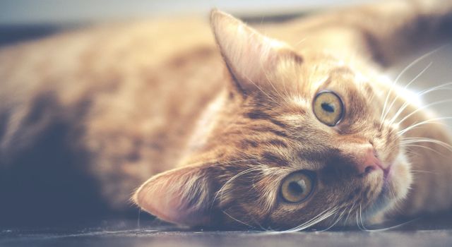 引领潮流时尚，INXX秀场直击