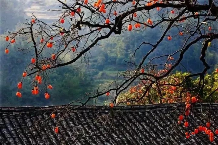 刚刚好!陇南的柿子红了,“柿”不可挡~