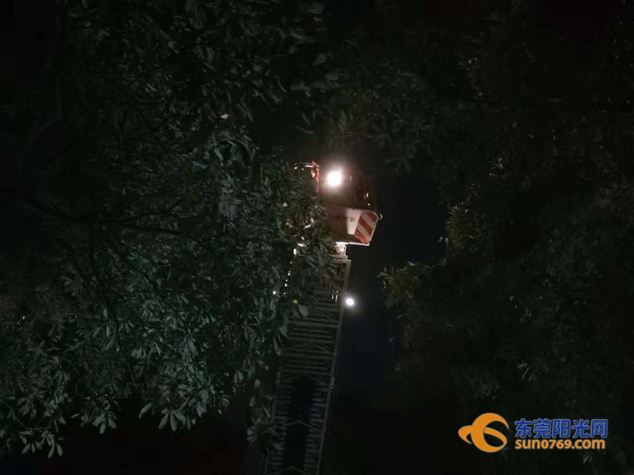 东莞清溪马蜂,清溪找马蜂