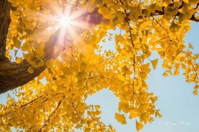 北方最大的银杏林在哪里,中国最大面积的银杏树林在哪里