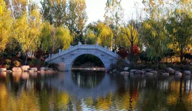 北方最大的银杏林在哪里,中国最大面积的银杏树林在哪里