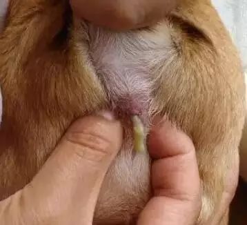 养宠小知识狗狗耳朵有螨虫的表现,养宠知识狗狗伤口怎么处理