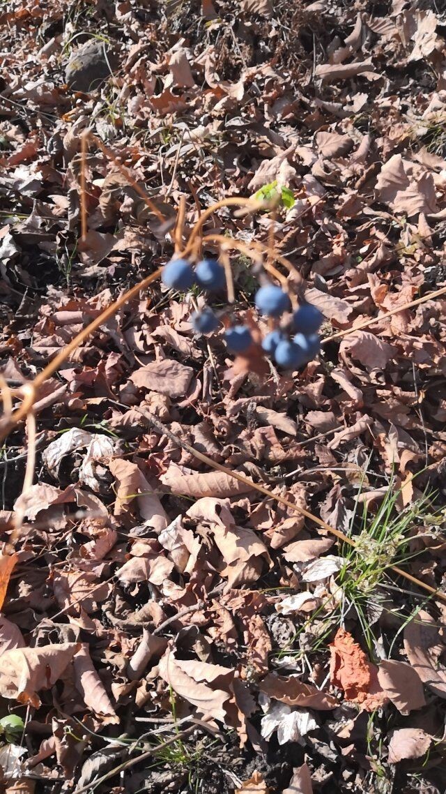 汪清直播外景,汪清户外直播